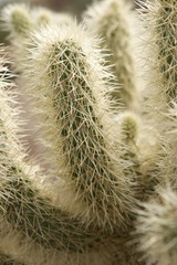 A close up shot of a cactus plant covered with sharp needles