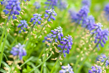 Flower closeup in garden