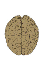 cerveau