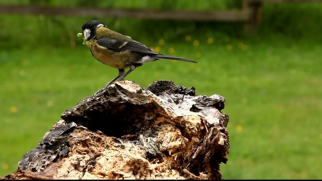 Great Tit with caterpillar for its babies