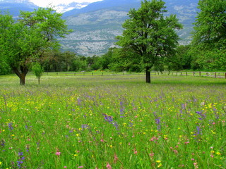 Prairie grasse.