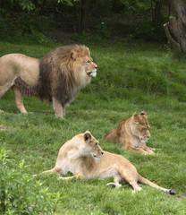 Fototapeta na wymiar lion et lionnes