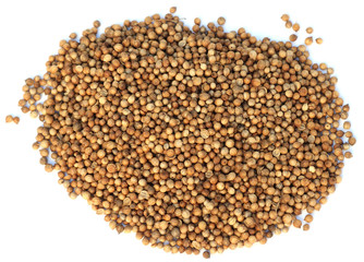 graines de coriandre