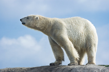 Polar bear walking on rocks