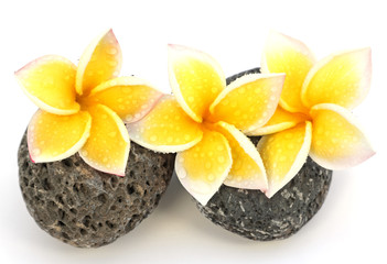 3 fleurs de frangipanier sur des galets de basalte