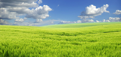 Fototapeta premium field