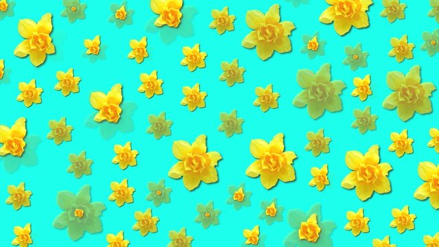 gelbe blumen