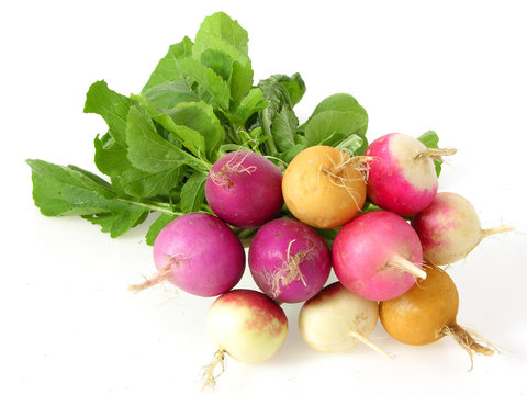Bund vielfarbiger Radieschen/bunch multicoloured radish
