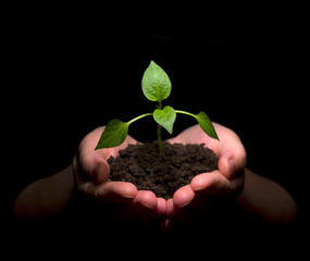 plant