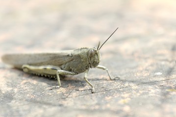 Heuschrecke