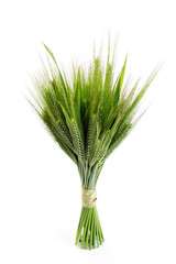 Naklejka premium green wheat