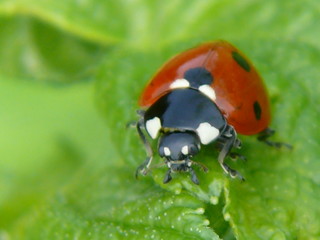 Marienkäfer,makro