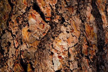 Tree bark