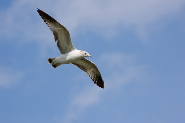 Gull in flight