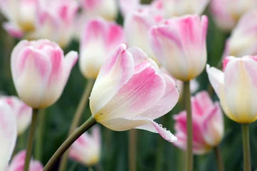 Crédence de cuisine en verre imprimé Tulipe Sweety tulip