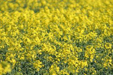 Obraz premium rape field