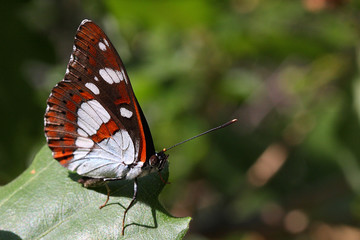 farfalla