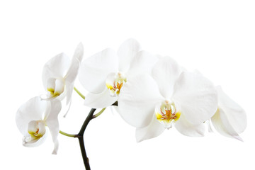 Naklejka na ściany i meble Orchid against white