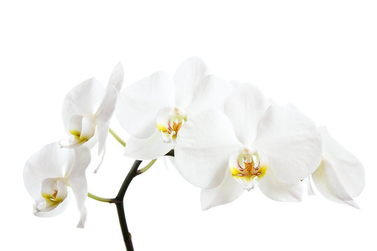 Orchid against white