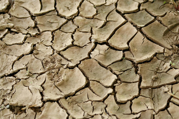 cracked earth