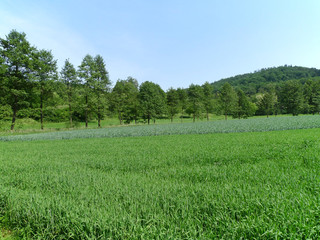 Getreidefelder und Wald