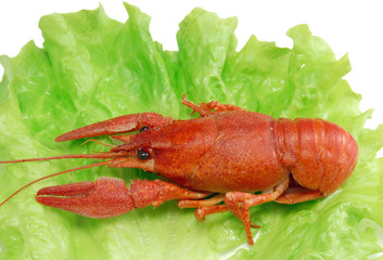 Boiled crayfish on lettuce