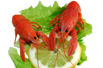 Boiled crayfishs on lettuce and lemon