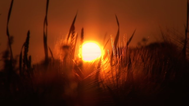 Rotes Naturfeld - &Auml;hren in der tief stehenden Sonne