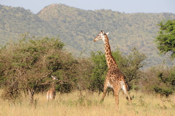 Obraz premium Giraffe