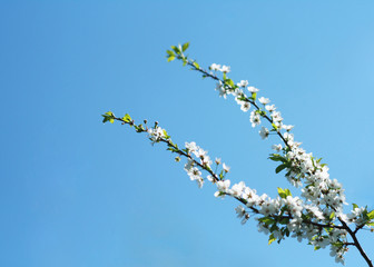 white cherry flowers