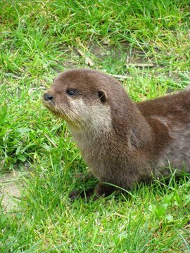 hermine