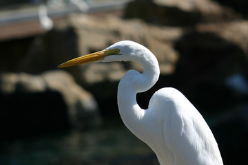 Airone bianco