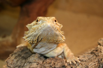 Terrarien