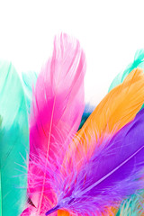 Colorful Feather