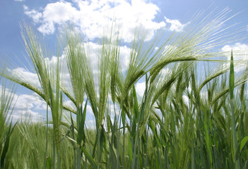 young & fresh rye field