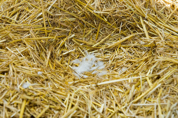 nest in straw