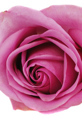 Fototapeta na wymiar pink isolate rose closeup