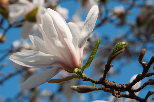 Fototapeta magnolia