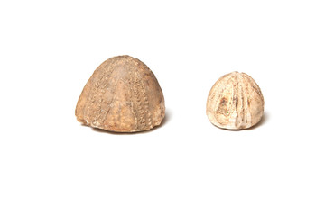 Fossils isolated on a white studio background.