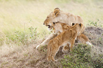 African lioness with two  cubs