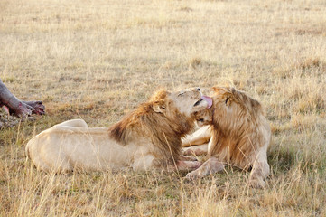 Pair of african lions in front of their kill