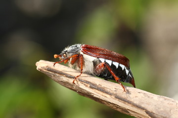 Maikäfer