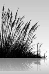 reeds in the water - obrazy, fototapety, plakaty