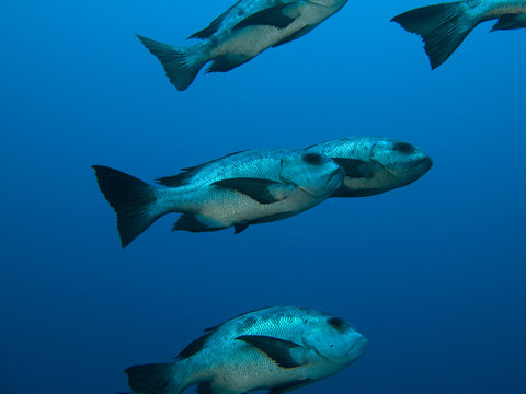Schwarze Schnapper im Schwarm