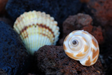 Sea shell