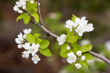 White blossom