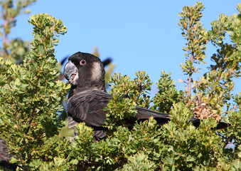 Carnaby's Black-Cockatoo (male)