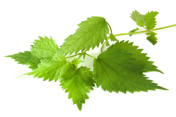 Stinging Nettle