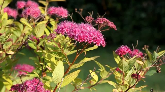 arbuste en fleur mauve 2