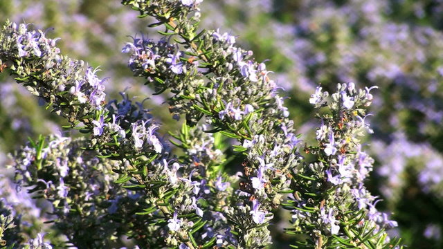 Bees on rosemary flowers - HD